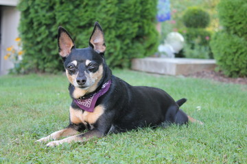 Liegender Zwergpincher / Hund im Gras