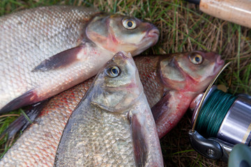 Three big freshwater common bream fish and fishing rod with reel on natural background..