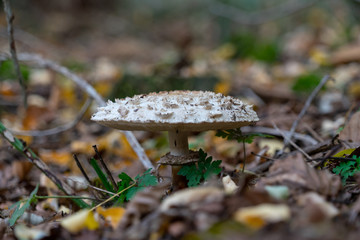 Waldpilz