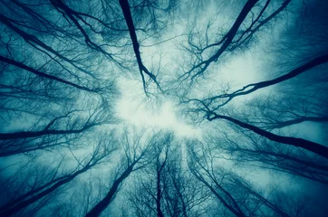 Foto auf Alu-Dibond dunkler unheimlicher surrealer Wald dramatische Perspektive © andreiuc88