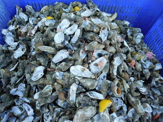 Abfälle von diversen Meeresfrüchten