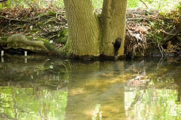 Eichhörnchen, braun, trinkend, Wasser, Bach, Baum, grün