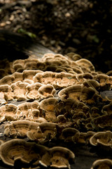 angebrannter Rauchporling, Porling, Baumpilz, Moderfäule