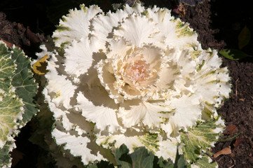 Sydney Australia,  close-up of a white ornamental cabbage 