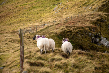 Sheeps in Conor Pass, Kerry Ireland