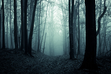 Naklejka premium dark scary forest path, fantasy landscape