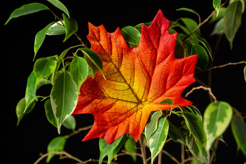 Fototapeta premium Blatt im Laub