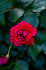 Beautiful red rose growing in the garden.