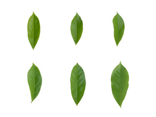 Fresh green leaf  isolated set on white