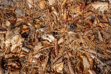 Autumn forest floor with beech and oak leaves, pine needles and pine cones as background