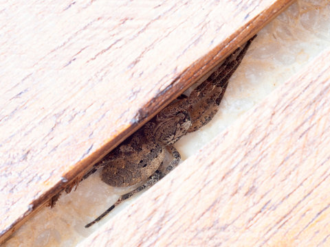 Zoropsis spinimana, False wolf spider, hiding. PS It bites 