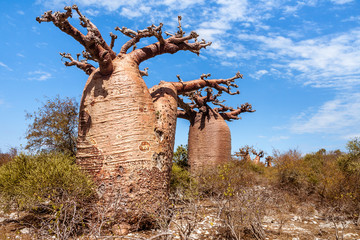 Fototapeta na wymiar Baobab trees and savannah