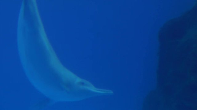 Chinese White Dolphin