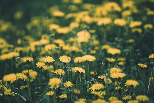 Dandelion yellow flower growing on the green meadow in spring time, natoral seasonal floral background with copy space