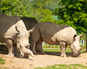 Obraz premium rhinoceros in zoo