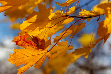Glowing yellow autumn leaves on blue sky background