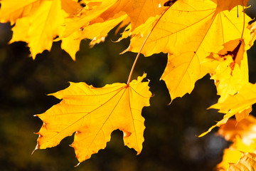 Glowing yellow autumn leaves on dark background