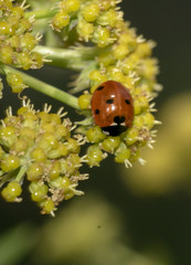 ladybird on flower