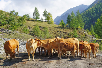 Troupeaux de vaches