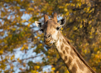 Giraffe. Giraffe is a mammal from the order of cloven-hoofed. It is the tallest terrestrial animal on the planet. Giraffes live in the savannas of Africa.