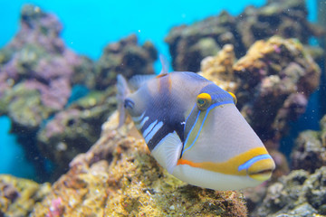 Fototapeta na wymiar Lagoon triggerfish Coral