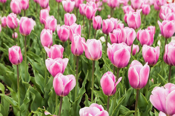 Obraz premium beautiful pink tulips