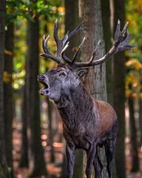 Male red deer during the rut, Germany
