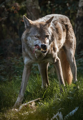 Grey Wolf, Germany