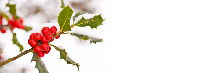 Close up of a branch of holly with red berries covered with snow background, panoramic winter...