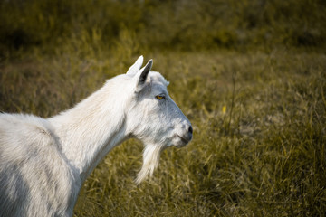 White goat stands on the field with grass and looking somewhere