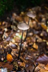 Seta silvestre. Pirineos  