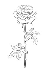 Black and white rose flower with leaves and stem. Decorative element for tattoo, greeting card, wedding invitation. Hand drawn vector illustration.