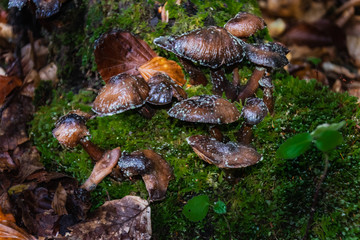 Seta silvestre. Pirineos  
