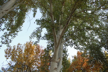 Obraz premium travel, plant, beautiful, flower, park