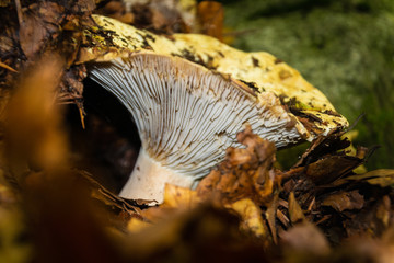 Seta silvestre. Pirineos  