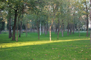 travel, plant, beautiful, flower, park