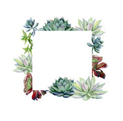 Fototapeta na wymiar Watercolor hand painted banner with green succulents. Echeveria illustration, botanical painting of dudleya and zwartkop. Sempervivum art for invitation, wedding or greeting cards.