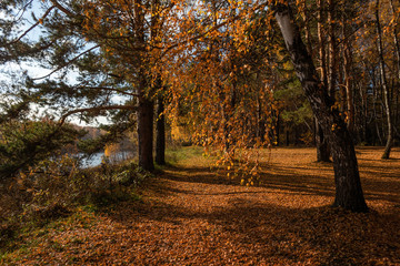 Plakat autumn in the park