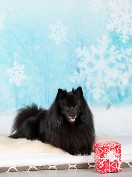 Mittespitz dog portrait on a snowy background. Christmas dog concept image.