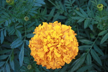 travel, plant, beautiful, flower, park