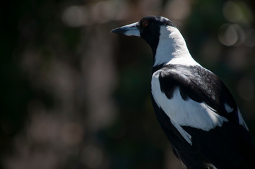 Sydney Australia, profile of a magpie perched on railing in garden