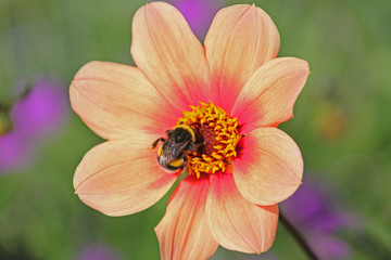 Blüte mit Hummel
