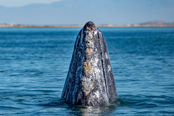 curious grey whale nose travelling pacific ocean
