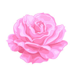Pink rose. Open bud, Realistic hand drawn vector illustration .