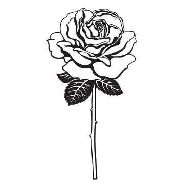 Black and white rose flower with leaves and stem. Hand drawn vector.