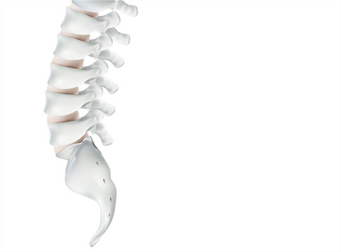 The human spine image is realistic. Shows the medical accuracy of human skeleton and 3D rendering.