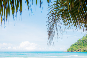 Fototapeta na wymiar Coconut leaves at sea in summer.