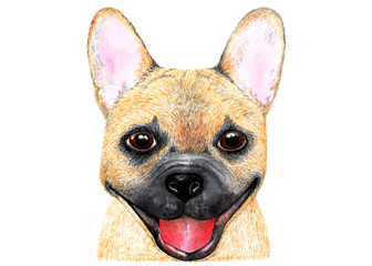 French bulldog. Watercolor illustration.
Portrait of a French bulldog. The dog is smiling. Illustration for printing on t-shirts, caps, bags, pet food, etc.