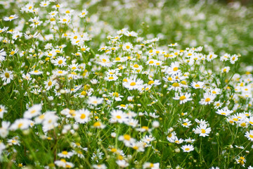 camomile summer field