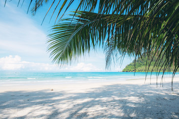 Coconut leaves on beach.